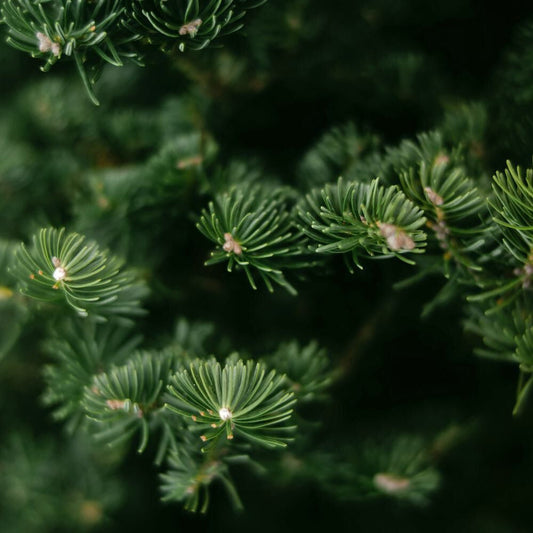 Bramble Berry Black Spruce and Anise Fragrance Oil