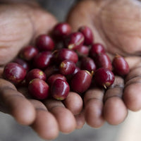 Frothy Monkey Rwanda Sholi Natural