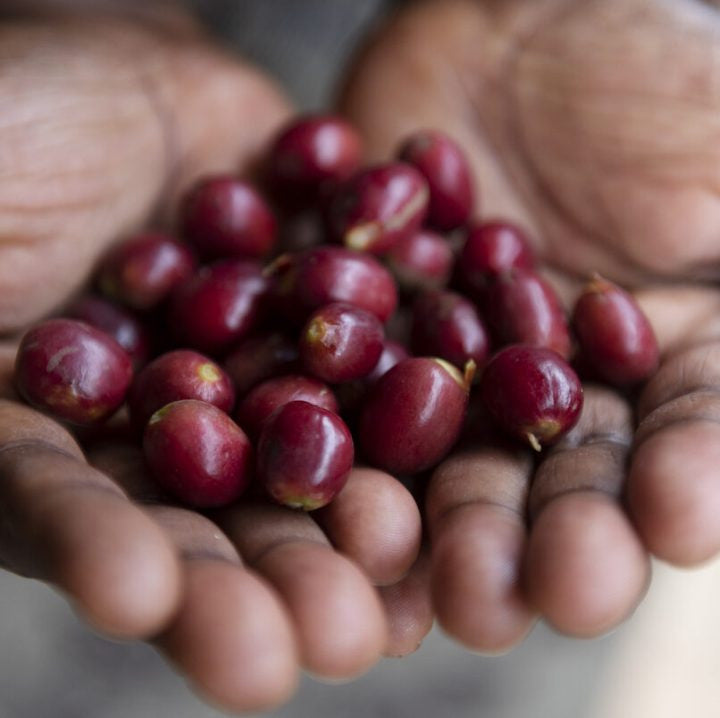 Frothy Monkey Rwanda Sholi Natural