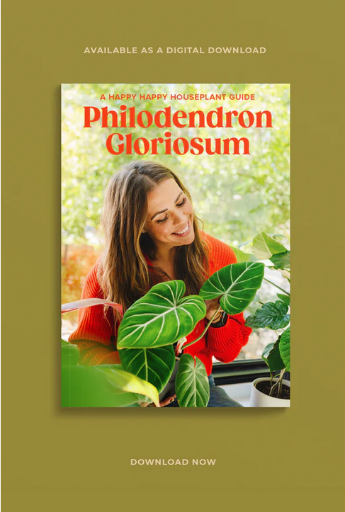 Happy Happy Houseplant Philodendron Gloriosum Digital Care Guide