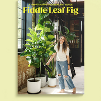 Happy Happy Houseplant Fiddle Leaf Fig Guide