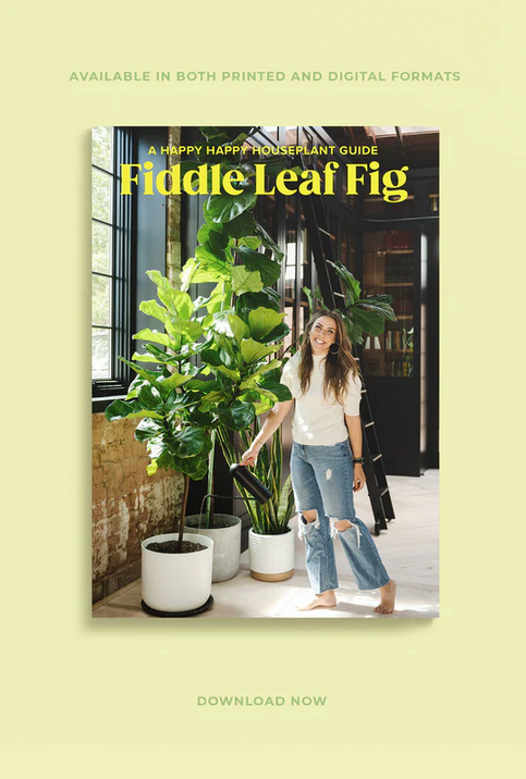 Happy Happy Houseplant Fiddle Leaf Fig Guide