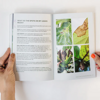 Happy Happy Houseplant Fiddle Leaf Fig Guide