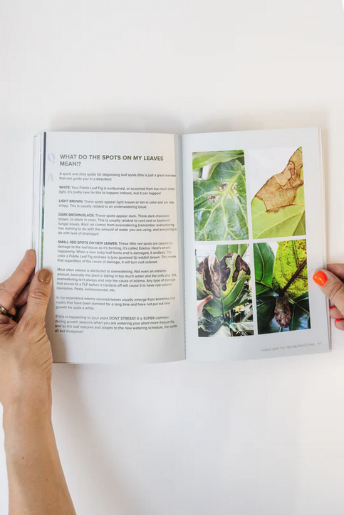 Happy Happy Houseplant Fiddle Leaf Fig Guide