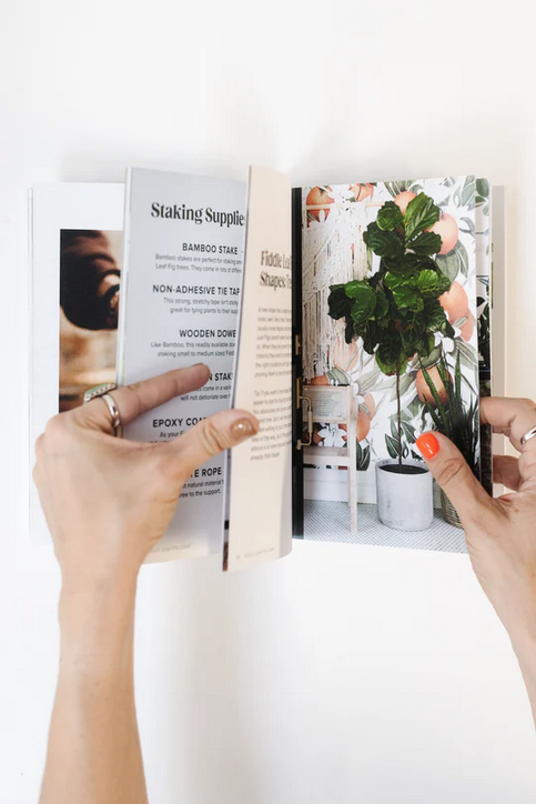 Happy Happy Houseplant Fiddle Leaf Fig Guide