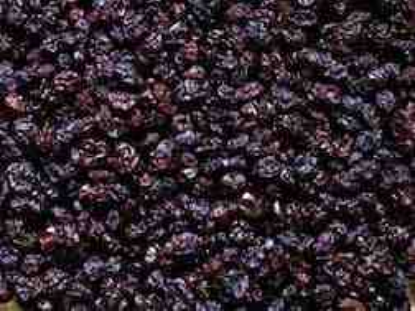 Sun Organic Farm Organic Currants, Black Zante