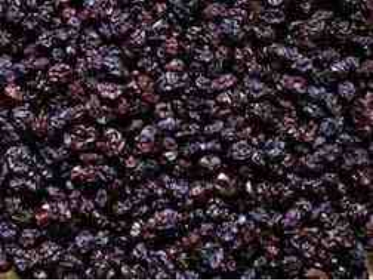 Sun Organic Farm Organic Currants, Black Zante