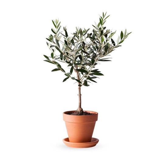 VivaTerra Potted Olive Tree