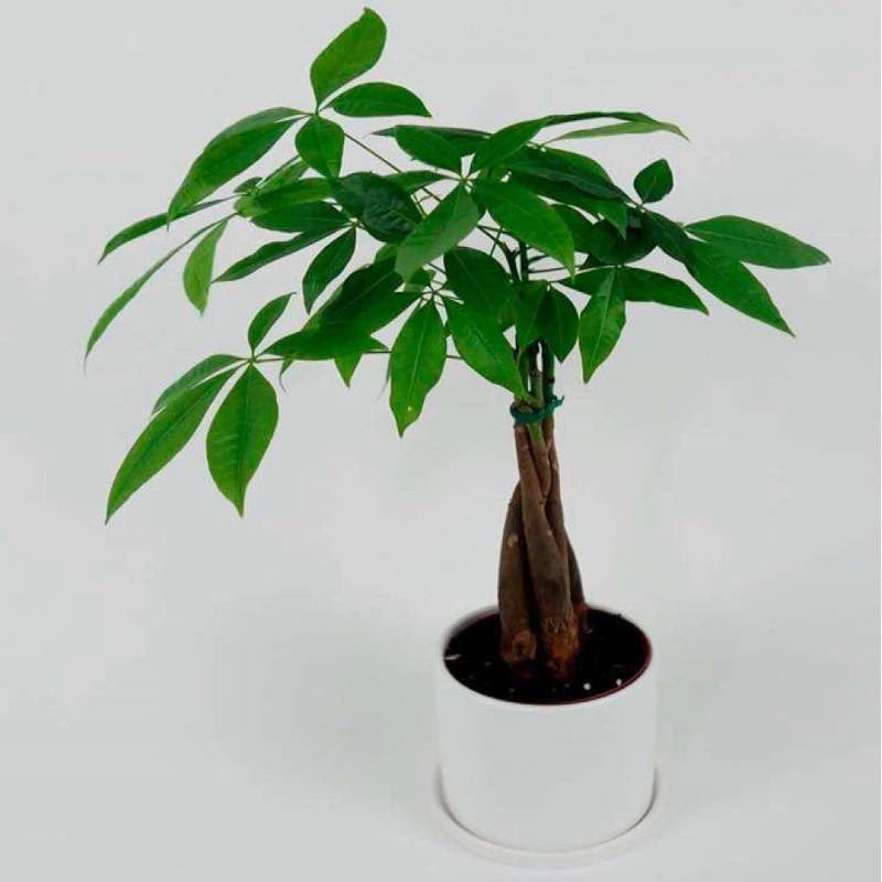 VivaTerra Money Tree Plant in White Ceramic Planter