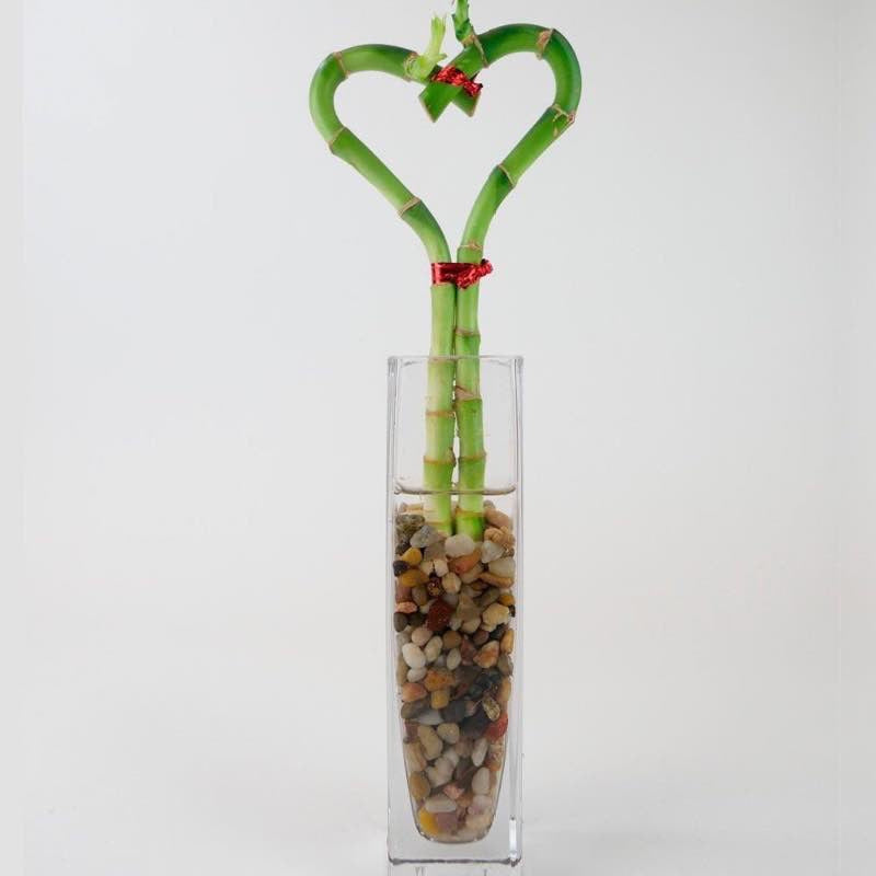 VivaTerra Bamboo Heart in Glass Vase