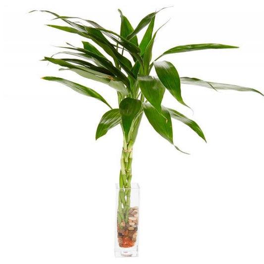 VivaTerra Bamboo Bunch in Glass Vase