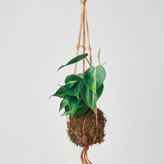 VivaTerra Philodendron 'Brasil' Kokedama Moss Ball Hanging Plant