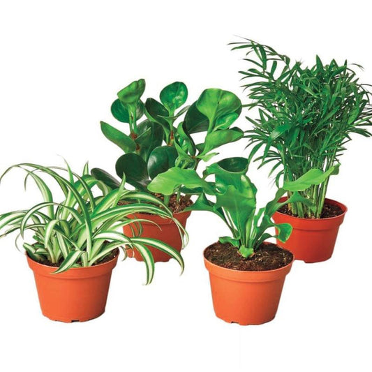 VivaTerra Pet-Friendly Potted Plant Variety, Set of 4