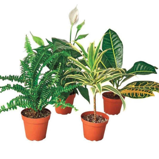 VivaTerra Air Purifying Potted Plant Variety, Set of 4