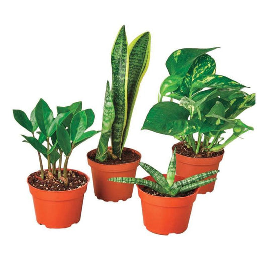 VivaTerra Easy-care Potted Plant Variety, Set of 4