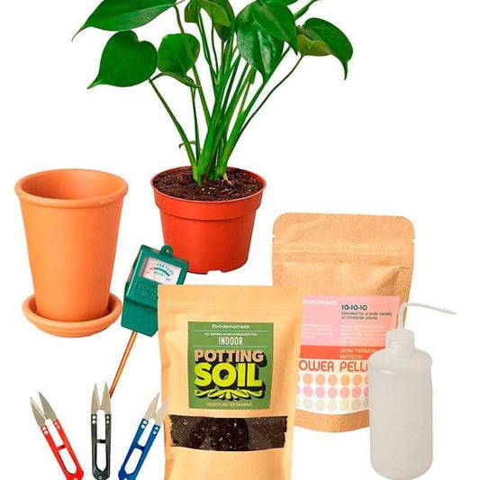 VivaTerra All-in-One New Plant Parent Kit