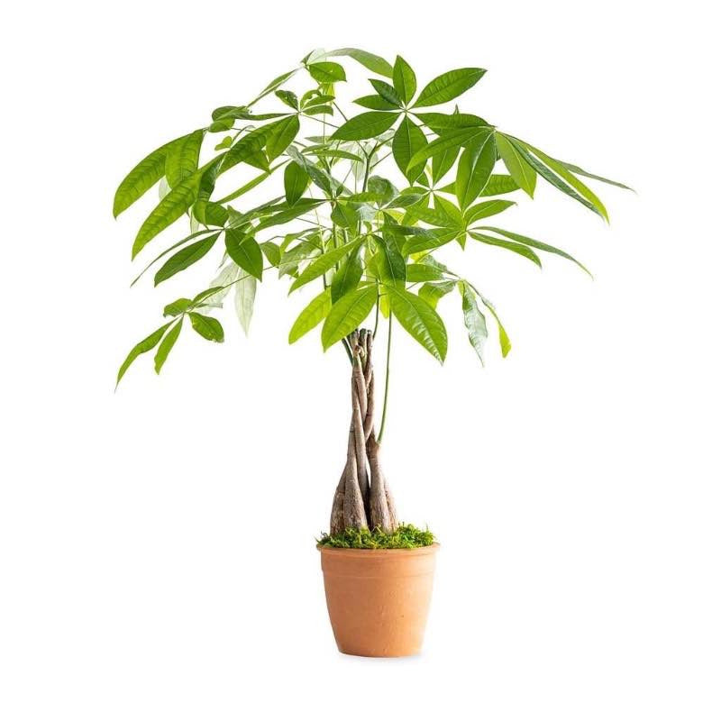 VivaTerra Live Money Tree Plant