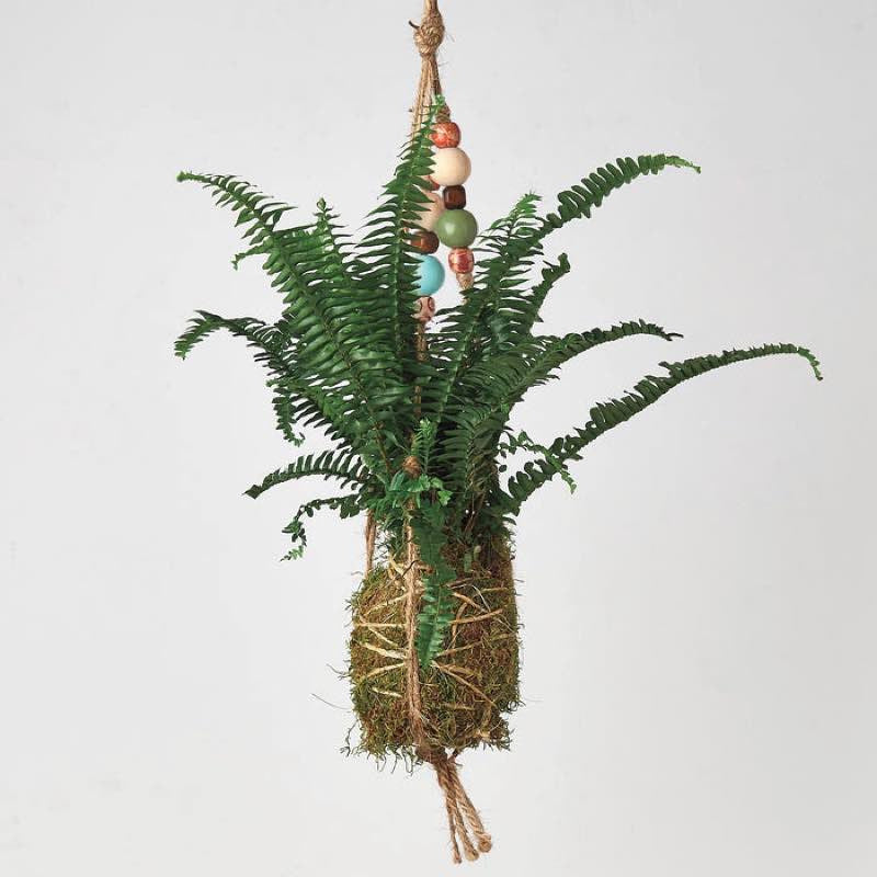 VivaTerra Kokedama Moss Ball Hanging Plant - Fern Jester Crown