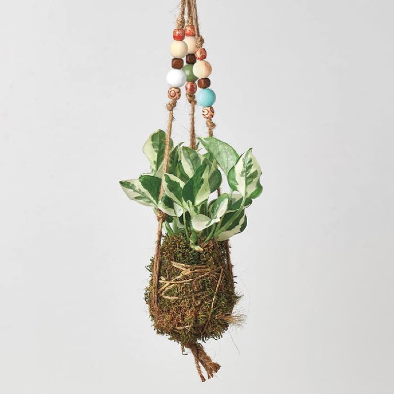 VivaTerra Kokedama Moss Ball Hanging Plant - Pothos Njoy