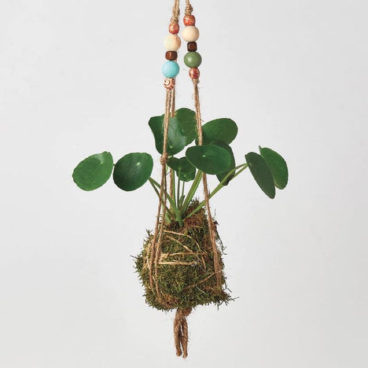 VivaTerra Kokedama Moss Ball Hanging Plant - Pilea