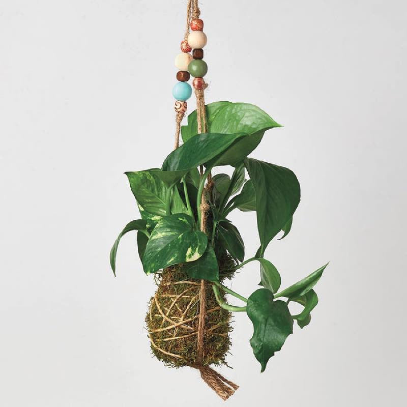 VivaTerra Kokedama Moss Ball Hanging Plant - Pothos Golden