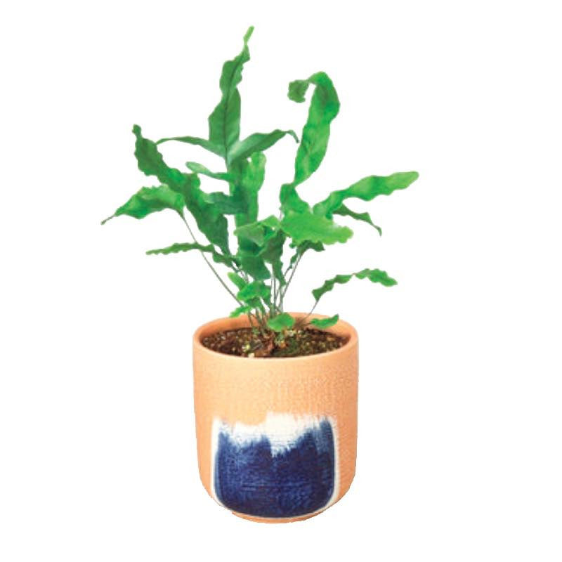 VivaTerra Live Blue Star Potted Fern, 4"