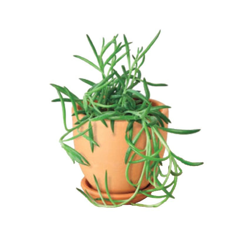 VivaTerra Live Fishhook Succulent, 4" Pot