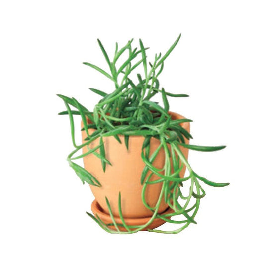 VivaTerra Live Fishhook Succulent, 4" Pot