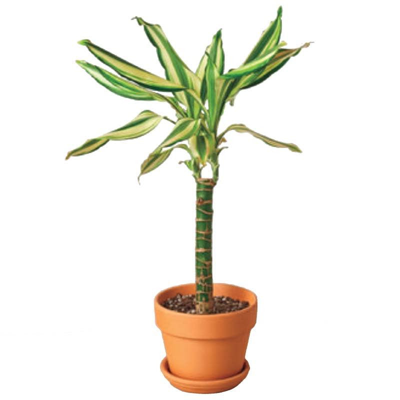 VivaTerra Potted Dracaena Sted Sol Cane, 4" Pot