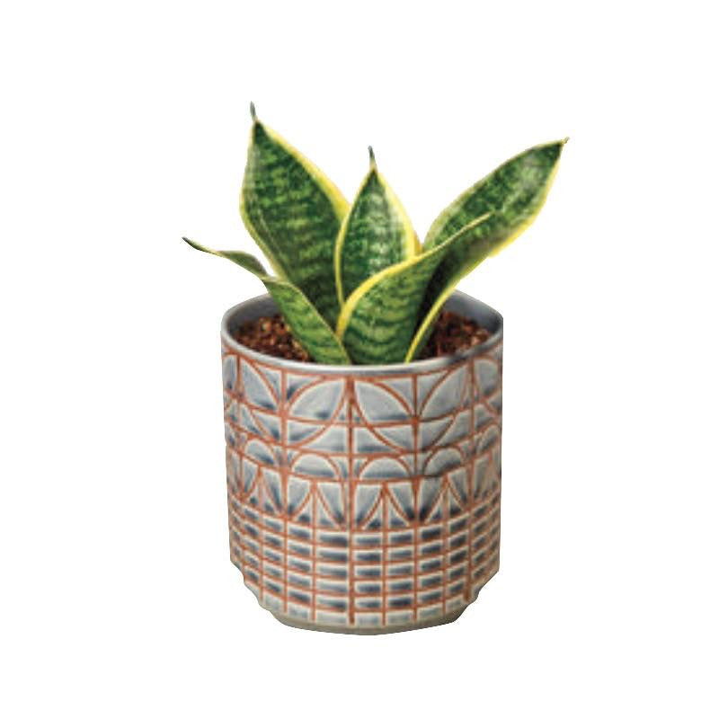 VivaTerra Live Snake Plant 'Laurentii Dwarf', 4" Pot