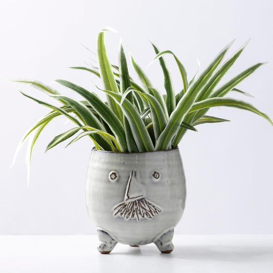 VivaTerra Mr. Pot with Spider Plant