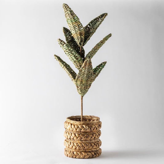 VivaTerra Woven Palm Plant