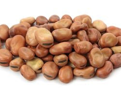 Sun Organic Farm Organic Fava Beans - Small